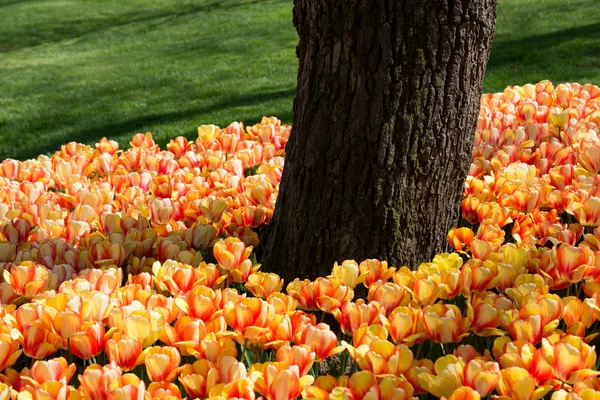 Tulipas de laranja na natureza na primavera — Fotografia de Stock