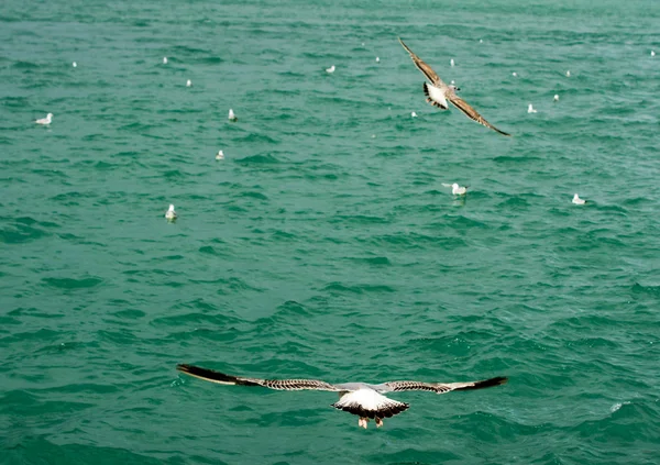 Γλάροι πετούν πάνω από τα νερά της θάλασσας — Φωτογραφία Αρχείου