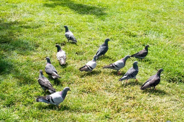 Schöne Tauben auf grünem Gras — Stockfoto