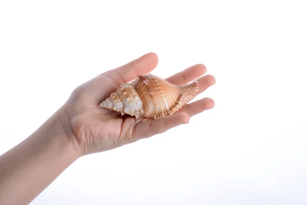 Mano che tiene una conchiglia di mare — Foto Stock