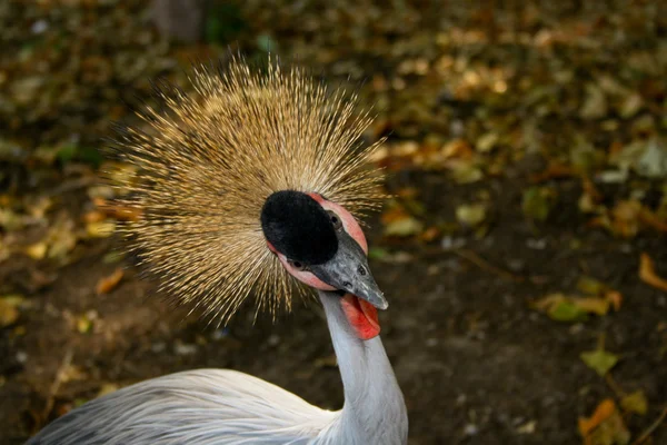 African Grey Crowned Crane yellow head — Stock Photo, Image