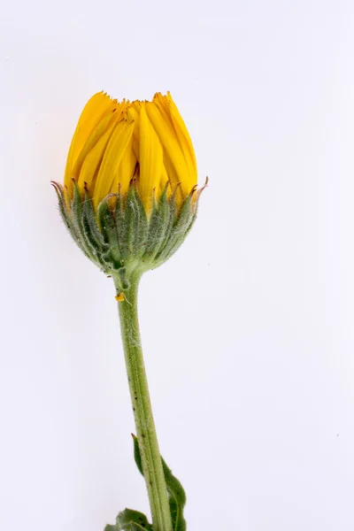 Mano che tiene un fiore giallo — Foto Stock