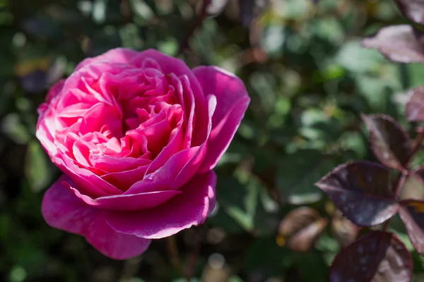 Beautiful color rose — Stock Photo, Image