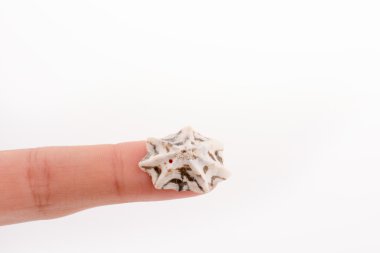 güzel deniz kabuğu