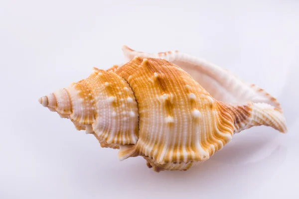 Красивый морской ракушка — стоковое фото