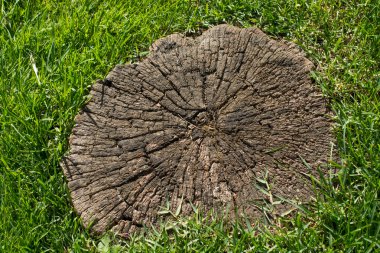 Yeşil çim çevrili eski ağaç kütüğü