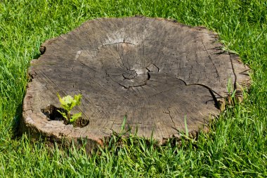 Yeşil çim çevrili eski ağaç kütüğü