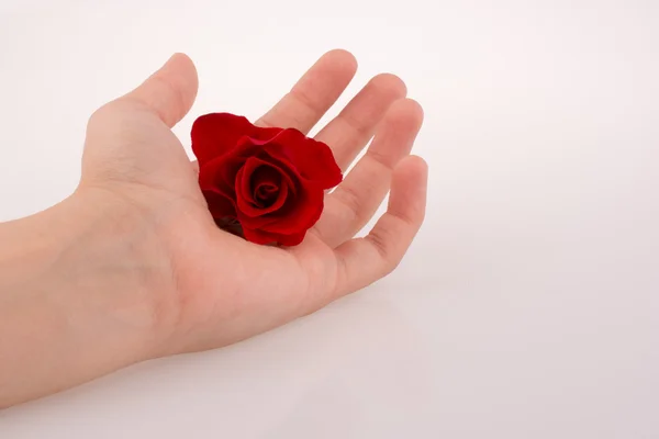 Ręka trzyma różę — Zdjęcie stockowe