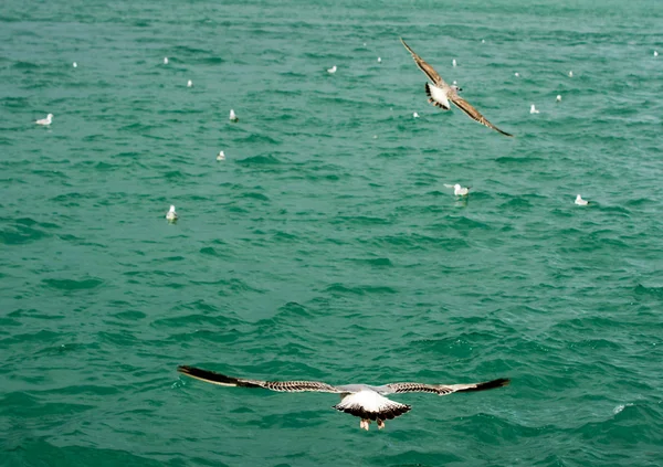 Les mouettes survolent les eaux de la mer — Photo