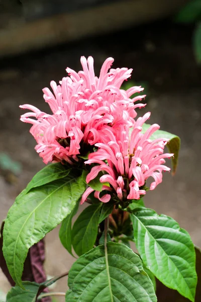 BelezaBrasileiro Blume flores na natureza — Fotografia de Stock