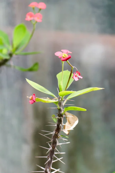 Bellissimi fiori in natura — Foto Stock