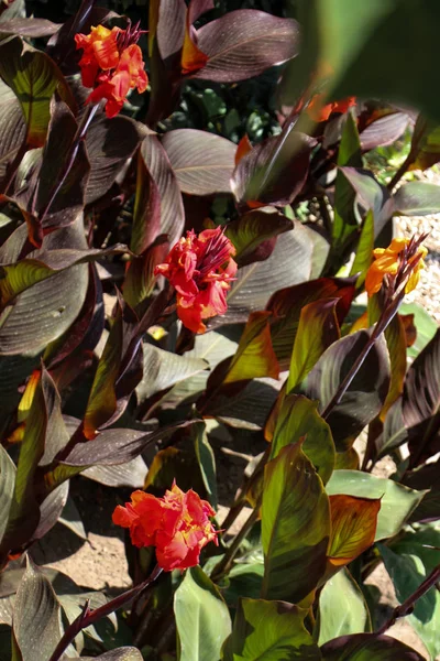 自然で美しい菖蒲の花 — ストック写真