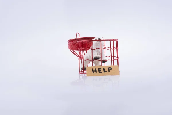 Oso polar en jaula pidiendo ayuda — Foto de Stock