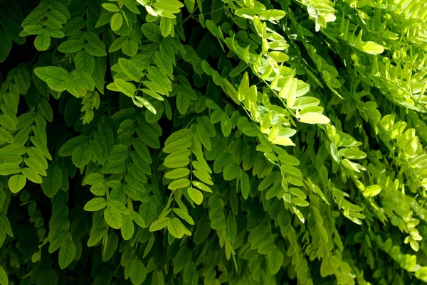 Hojas verdes de la primavera —  Fotos de Stock