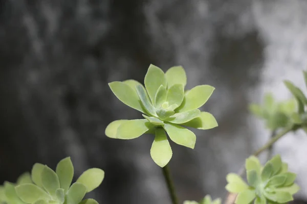 Una hoja verde separada —  Fotos de Stock