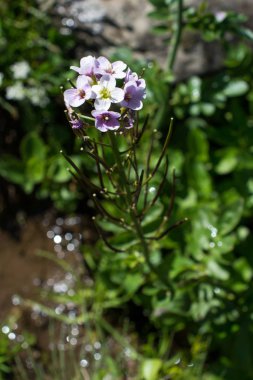 doğanın güzel çiçekler