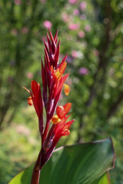 Doğada güzel Iris çiçekler