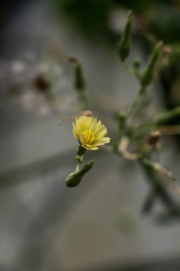 doğanın güzel çiçekler