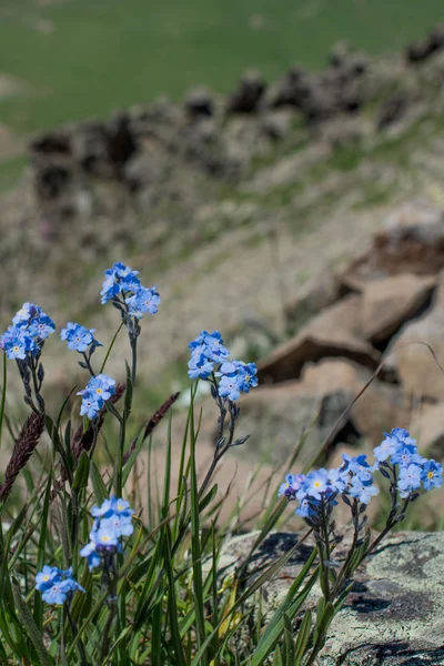 Belles fleurs de Myosotis dans la nature — Photo