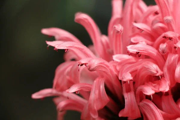 Beautifulbrazilian Blume kwiaty w przyrodzie — Zdjęcie stockowe