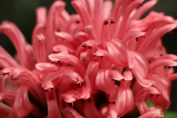 Splendidi fiori di Blume brasiliani in natura — Foto Stock