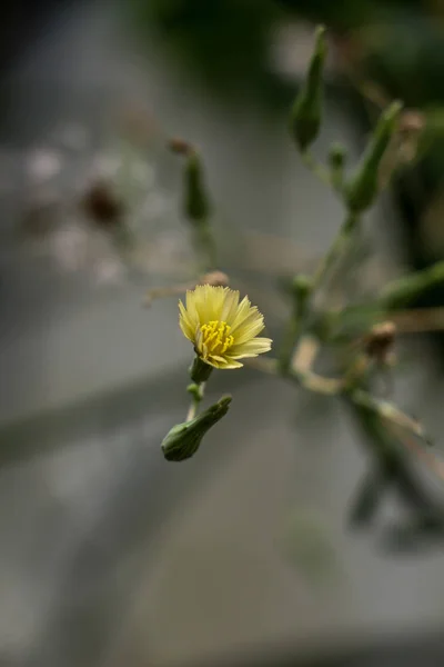 自然の美しい花 — ストック写真
