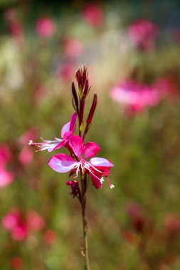 doğanın güzel çiçekler