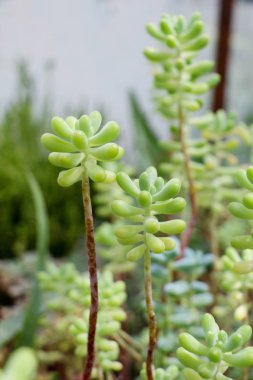  Bahar yeşil yaprakları