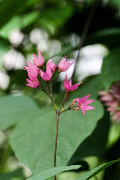 Lindas flores na natureza — Fotografia de Stock