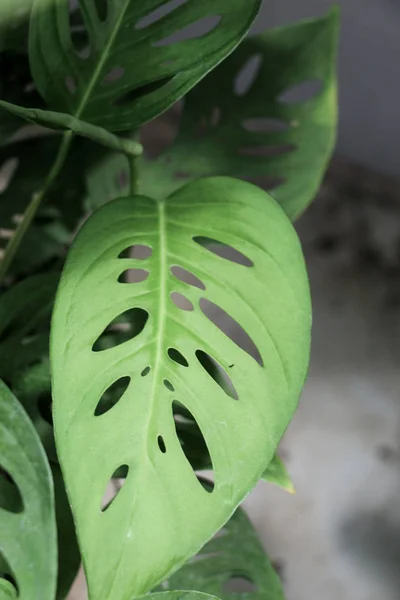 Ein separates grünes Blatt — Stockfoto