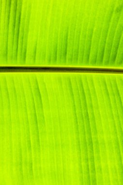 Bir ayrı yeşil yaprak  