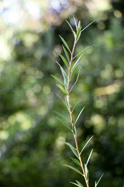 Folhas verdes da primavera — Fotografia de Stock