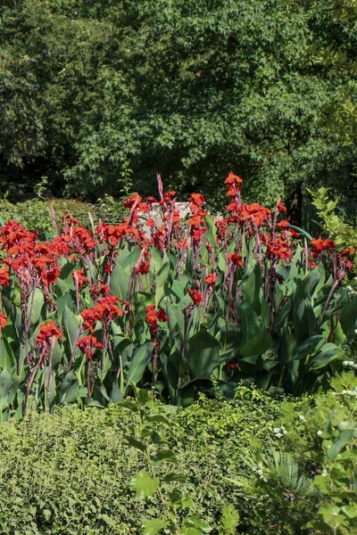 Hermoso jardín de flores de colores con varias flores — Foto de Stock