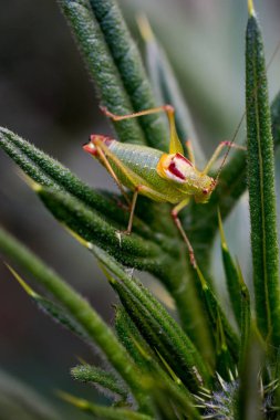 Açık havada çekirge 