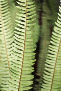  Bahar yeşil yaprakları