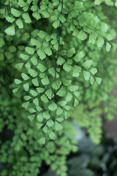 Zielone liście sprężyny — Zdjęcie stockowe