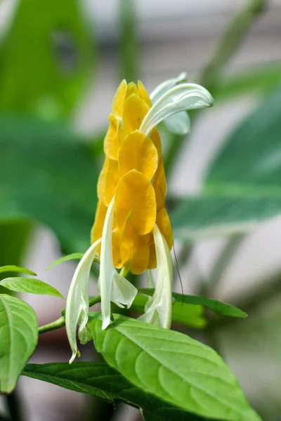 Beautiful The lollipop plant in nature — Stock Photo, Image