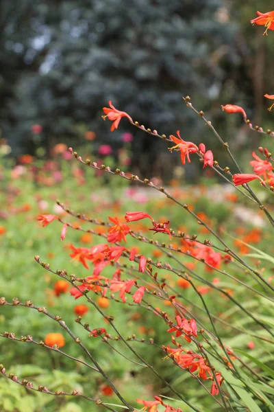Hermosas flores de Crocosmia en la naturaleza —  Fotos de Stock