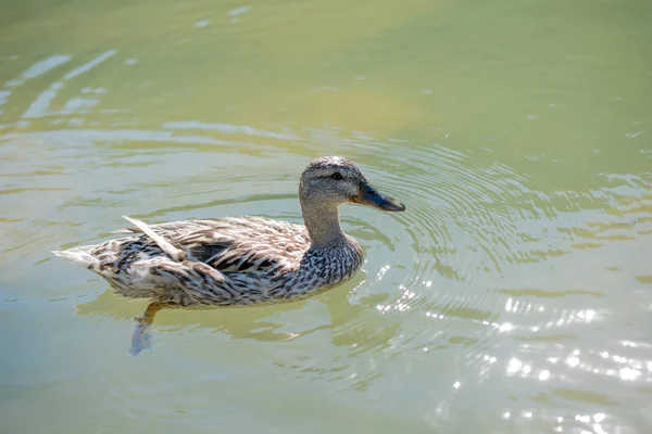 Uccello solitario vive nell'ambiente naturale — Foto Stock