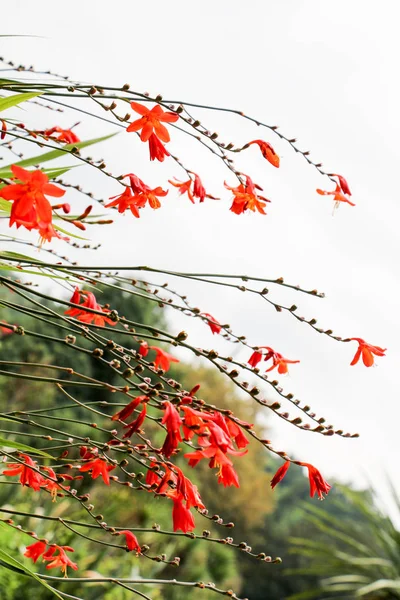 Hermosas flores de Crocosmia en la naturaleza —  Fotos de Stock