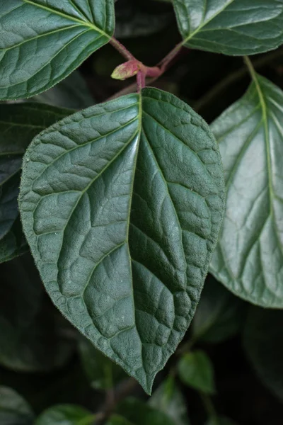 Een aparte groen blad — Stockfoto