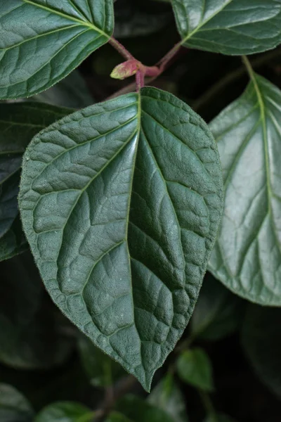 Ein separates grünes Blatt — Stockfoto