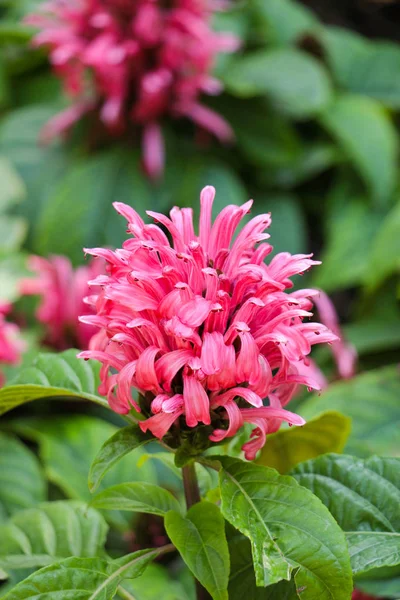 BelezaBrasileiro Blume flores na natureza — Fotografia de Stock