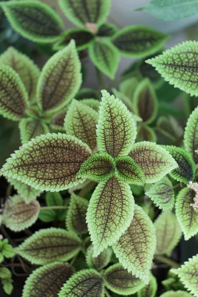 Gröna blad på våren — Stockfoto