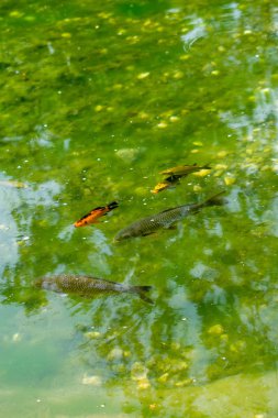 Güzel renkli balık gölet