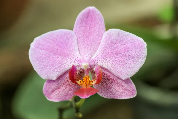 Beautiful Orchis in nature — Stock Photo, Image