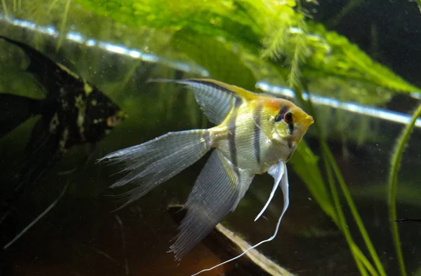 Krásná ryba v akváriu — Stock fotografie