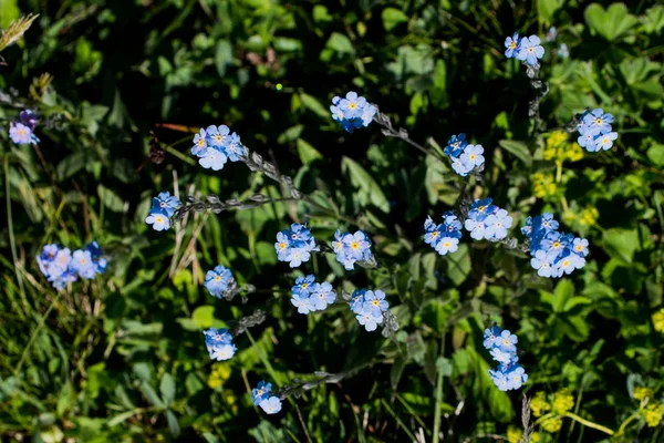 Beautiful Myosotis flowers in nature — Stock Photo, Image