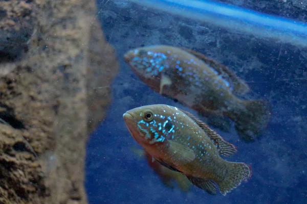 Hermosos peces en el acuario — Foto de Stock