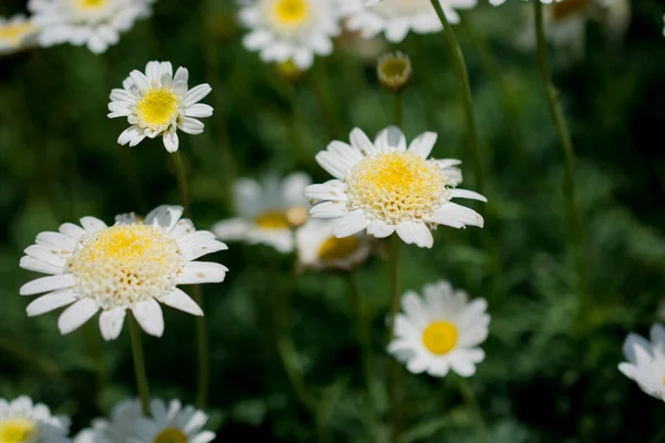 Lindas flores na natureza — Fotografia de Stock